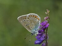 Polyommatus amandus 4, Wikkeblauwtje, female, Saxifraga-Jan van der Straaten