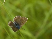 Polyommatus amandus 40, Wikkeblauwtje, female, Saxifraga-Jan van der Straaten