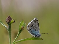Polyommatus amandus 44, Wikkeblauwtje, Saxifraga-Luuk Vermeer