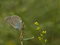 Polyommatus amandus 45, Wikkeblauwtje, Saxifraga-Jan van der Straaten