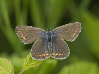 Polyommatus amandus 6, Wikkeblauwtje, female, Saxifraga-Jan van der Straaten