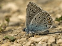 Polyommatus amandus 8, Wikkeblauwtje, male, Saxifraga-Jan van der Straaten
