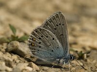 Polyommatus amandus 9, Wikkeblauwtje, male, Saxifraga-Jan van der Straaten