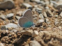 Polyommatus coelestina 2, Kobaltblauwtje, Vlinderstichting-Albert Vliegenthart