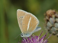 Polyommatus damon 13, Witstreepblauwtje, female, Saxifraga-Jan van der Straaten