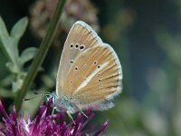 Polyommatus damon 16, Witstreepblauwtje, male, Saxifraga-Jan van der Straaten