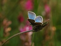 Polyommatus damon 43, Witstreepblauwtje, Vlinderstichting-Albert Vliegenthart