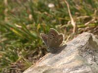 Polyommatus dorylas 7, Turkooisblauwtje, Vlinderstichting-Kars Veling
