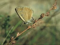 Polyommatus humedasae 6, Aosta-esparcetteblauwtje, Vlinderstichting-Kars Veling