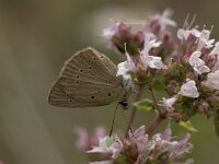 Polyommatus ripartii 4, Zuidelijk esparcetteblauwtje, Vlinderstichting-Kars Veling