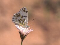 Pontia chloridice 2, Klein resedawitje, Vlinderstichting-Albert Vliegenthart
