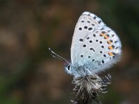 Pseudophilotes baton 6, Klein tijmblauwtje, Saxifraga-Kars Veling