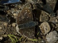 Pyrgus bellieri 3, Frans spikkeldikkopje, male, Saxifraga-Jan van der Straaten