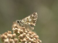 Pyrgus bellieri 4, Frans spikkeldikkopje, Vlinderstichting-Kars Veling