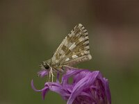 Pyrgus bellieri 5, Frans spikkeldikkopje, Vlinderstichting-Kars Veling