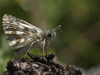 Pyrgus bellieri 8, Bretons spikkeldikkopje, Saxifraga-Jan van der Straaten