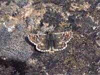 Pyrgus carlinae 2, Westelijk spikkeldikkopje, Vlinderstichting-Albert Vliegenthart