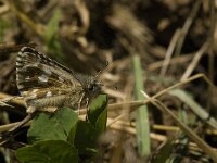 Pyrgus carlinae 7, Westelijk spikkeldikkopje, Saxifraga-Jan van der Straaten