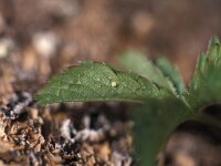 Pyrgus malvae 3, Aardbeivlinder, Vlinderstichting-Kars Veling