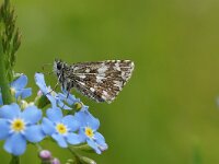 KULA-BESNA KOBILA. PYRGUS MALVAE.