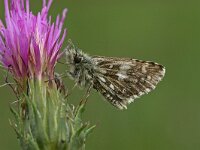 Pyrgus malvoides 6, Zuidelijke aardbeivlinder, Vlinderstichting-Kars Veling