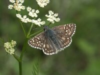 Pyrgus sidae 8, Geelbandspikkeldikkopje, Vlinderstichting-Kars Veling