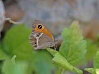 Pyronia bathseba 2, Spaans oranje zandoogje, Vlinderstichting-Albert Vliegenthart