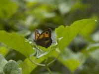 Pyronia tithonus 13, Oranje zandoogje, Saxifraga-Jan van der Straaten