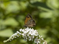 Pyronia tithonus 16, Oranje zandoogje, Vlinderstichting-Henk Bosma