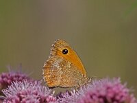 oranje zandoogje  oranje zandoogje op koninginnekruid : Pyronia tithonus