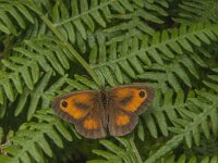 Pyronia tithonus 45, Oranje zandoogje, Saxifraga-Jan van der Straaten