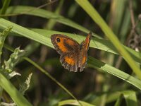 Pyronia tithonus 46, Oranje zandoogje, Saxifraga-Jan van der Straaten