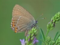 Satyrium ilicis 12, Bruine eikenpage, Vlinderstichting-Albert Vliegenthart
