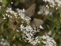 Satyrium ilicis 17, Bruine eikenpage, Saxifraga-Willem van Kruijsbergen