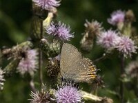 Satyrium ilicis 25, Bruine eikenpage, Saxifraga-Willem van Kruijsbergen