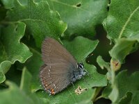 Satyrium ilicis 27, Bruine eikenpage, Saxifraga-Kars Veling