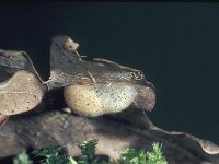 Satyrium ilicis 4, Bruine eikenpage, pupa, Saxifraga-Frits Bink