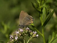 Satyrium ilicis 5, Bruine eikenpage, Saxifraga-Marijke Verhagen