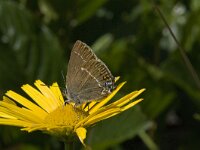 Satyrium spini 15, Wegedoornpage, Saxifraga-Willem van Kruijsbergen