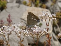 Satyrium spini 16, Wegedoornpage, Saxifraga-Willem van Kruijsbergen