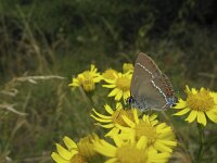 Satyrium spini 17, Wegedoornpage, Saxifraga-Rob Felix : Animalia, Arthropoda, Insecta, Lepidoptera, animal, arthropod, butterfly, dier, dieren, geleedpotige, geleedpotigen, insect, insecten, vlinder, vlinders