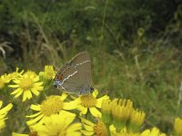 Satyrium spini 18, Wegedoornpage, Saxifraga-Rob Felix : Animalia, Arthropoda, Insecta, Lepidoptera, animal, arthropod, butterfly, dier, dieren, geleedpotige, geleedpotigen, insect, insecten, vlinder, vlinders