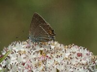 Satyrium spini 2, Wegedoornpage, male, Saxifraga-Jan van der Straaten