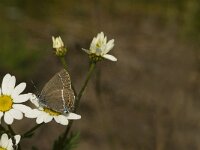 Satyrium spini 25, Wegedoornpage, Saxifraga-Jan van der Straaten