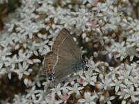 Satyrium spini 3, Wegedoornpage, Saxifraga-Jan van der Straaten