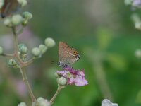 Satyrium spini 6, Wegedoornpage, Vlinderstichting-Albert Vliegenthart