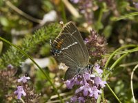 Satyrium spini 8, Wegedoornpage, Saxifraga-Jan van der Straaten