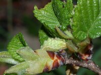 Satyrium w-album 12, Iepenpage, larva, Saxifraga-Kars Veling