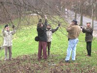 Satyrium w-album 4, Iepenpage, habitat, Vlinderstichting-Kars Veling