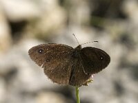 Satyrus ferula 36, Grote saterzandoog, Saxifraga-Jan van der Straaten